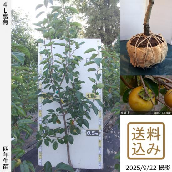 【2025年度予約商品】大苗◇
