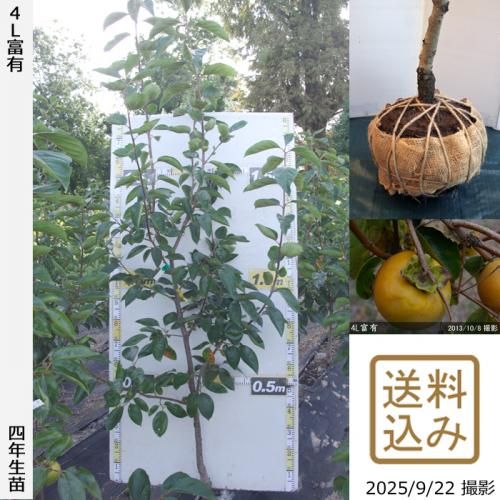 甘柿 4L富有]柿(カキ,かき)の地堀大苗 - 果樹苗・大苗・苗木販売の隅田