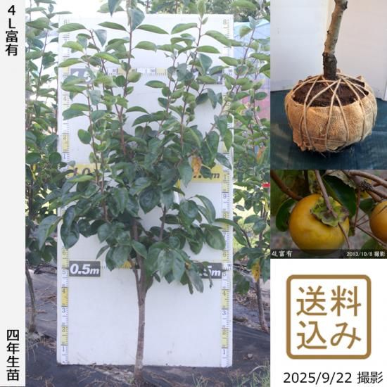 【2025年度予約商品】大苗◇