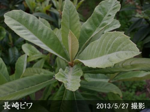 【予約商品】大苗◇ビワ(枇杷)