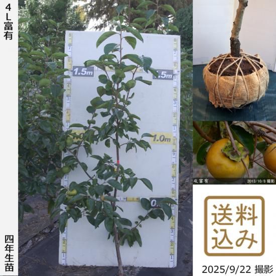 【2025年度予約商品】大苗◇