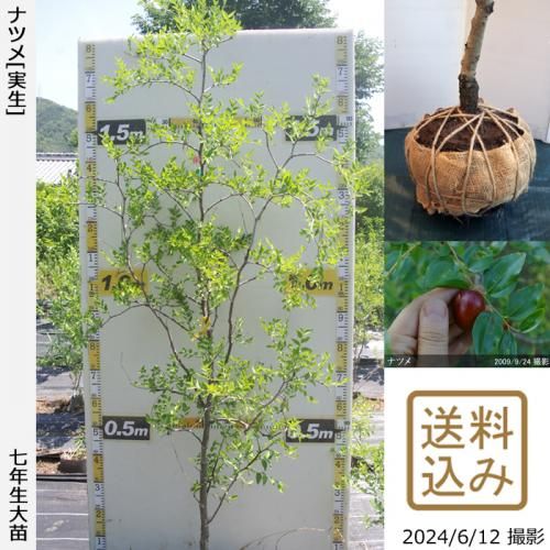 【2025年度予約商品】大苗◇
