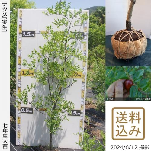 ナツメ(棗)の地堀大苗 - 果樹苗・大苗・苗木販売の隅田農園@京都丹波