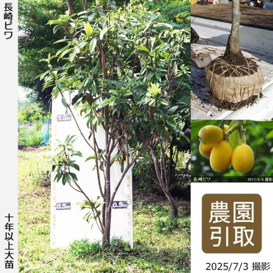【予約商品】大苗◇ビワ(枇杷)