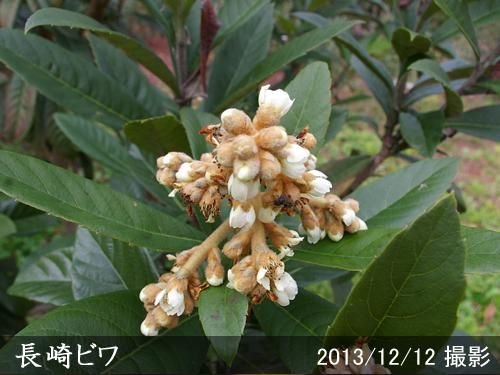 【予約商品】大苗◇ビワ(枇杷)