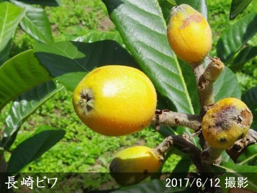 【予約商品】大苗◇ビワ(枇杷)