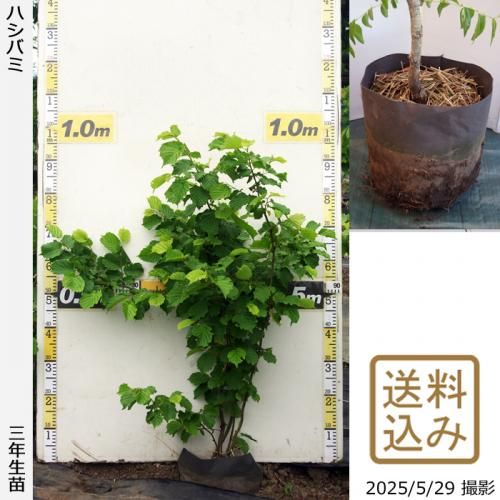 <img class='new_mark_img1' src='https://img.shop-pro.jp/img/new/icons14.gif' style='border:none;display:inline;margin:0px;padding:0px;width:auto;' />ڽ缡в3ǯġϥХ()[ݥå 2023ǯ:M]