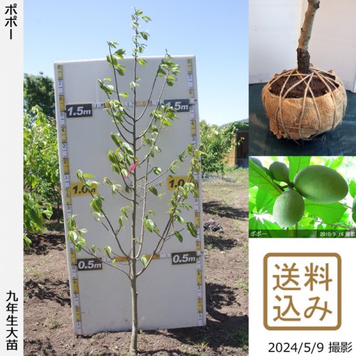 今年人気のブランド品や ポポー 大苗 苗木 苗 植物 観葉植物