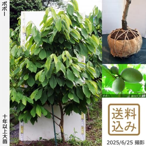 <img class='new_mark_img1' src='https://img.shop-pro.jp/img/new/icons14.gif' style='border:none;display:inline;margin:0px;padding:0px;width:auto;' />2025ǯͽʡġݥݡ[Ϸ 2016ǯ:4L]ռӡ緿
