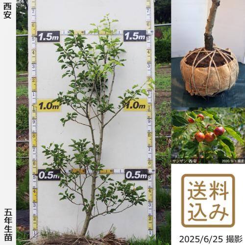 <img class='new_mark_img1' src='https://img.shop-pro.jp/img/new/icons14.gif' style='border:none;display:inline;margin:0px;padding:0px;width:auto;' />2025ǯͽʡġ󥶥() [ 2021ǯ:LL]ռӡ