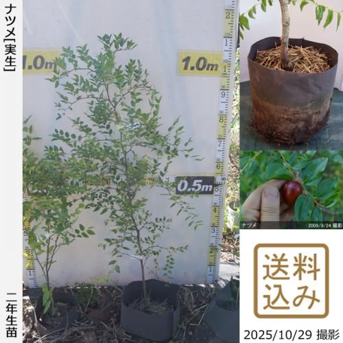 <img class='new_mark_img1' src='https://img.shop-pro.jp/img/new/icons14.gif' style='border:none;display:inline;margin:0px;padding:0px;width:auto;' />ڽ缡в2ǯġʥĥ(ܧ)[21cmݥå 2024ǯ:M]