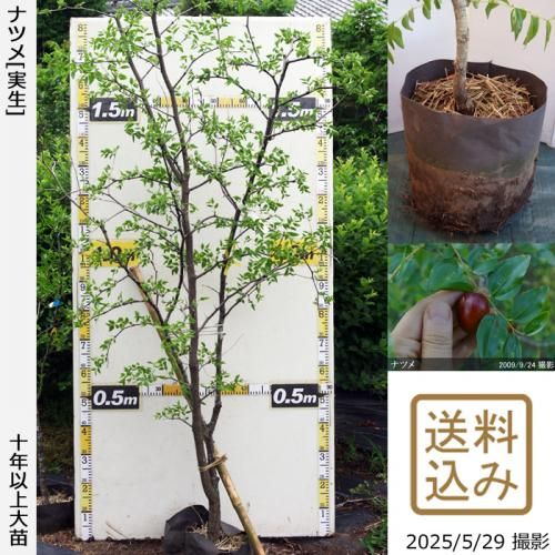 ڽ缡вġʥĥ(ܧ)[ݥå 2016ǯ:5L]ռӡ緿
