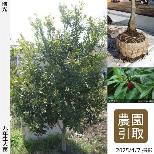 【順次引渡中】大苗◇ヤマモモ(