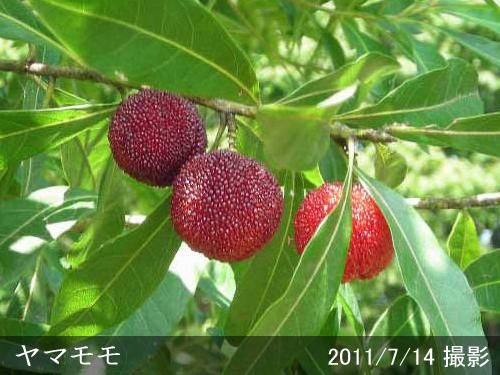 【順次引渡中】大苗◇ヤマモモ(