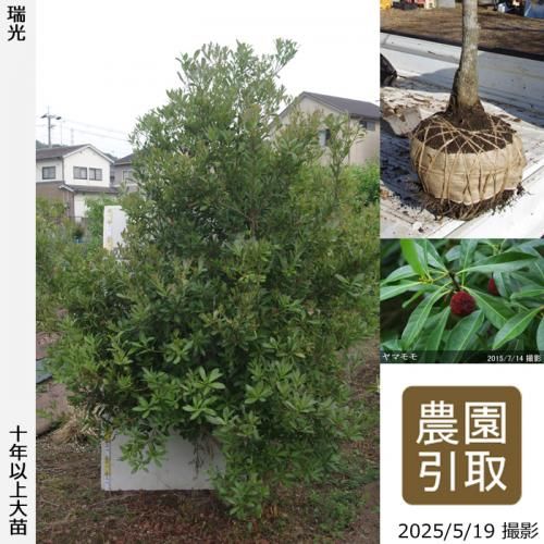 瑞光(ずいこう) - 果樹苗木・成木通販の 特等大苗専門店 すだ