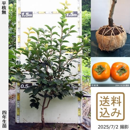 【2025年度予約商品】大苗◇