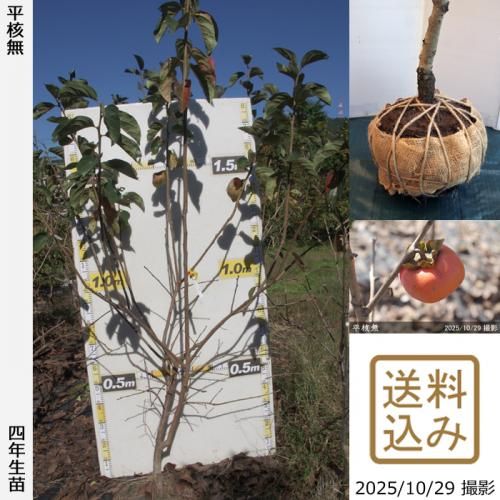 ڽ缡вġ(³) ʿ̵(Ҥ餿ͤʤ)[Ϸ 2022ǯ:L]