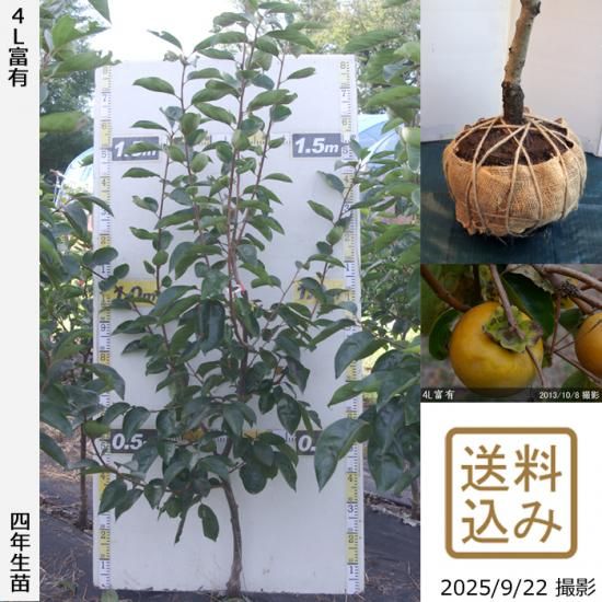 【2025年度予約商品】大苗◇