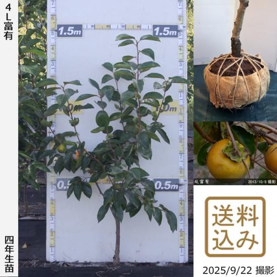 【2025年度予約商品】大苗◇
