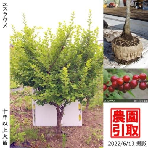 ユスラウメ 山桜桃 の地掘大苗 果樹苗 大苗 苗木販売の隅田農園 京都亀岡