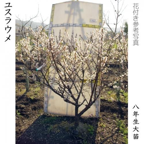 【順次出荷中】大苗◇ユスラウメ