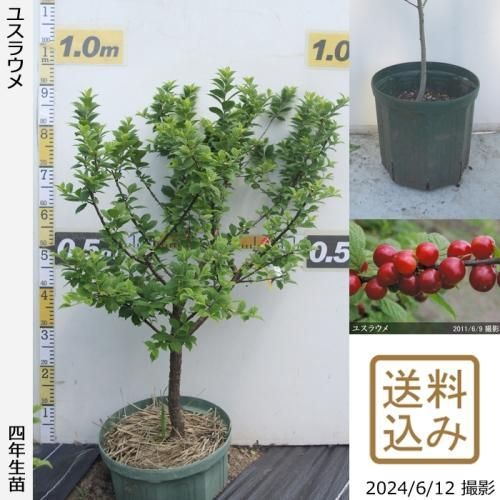 【順次出荷中】大苗◇ユスラウメ