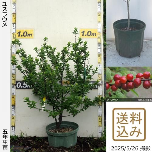 ڽ缡вġ楹饦()[åȥݥå 2021ǯ:L]ռӡ