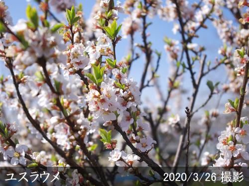 【順次出荷中】大苗◇ユスラウメ