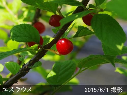 【順次出荷中】大苗◇ユスラウメ