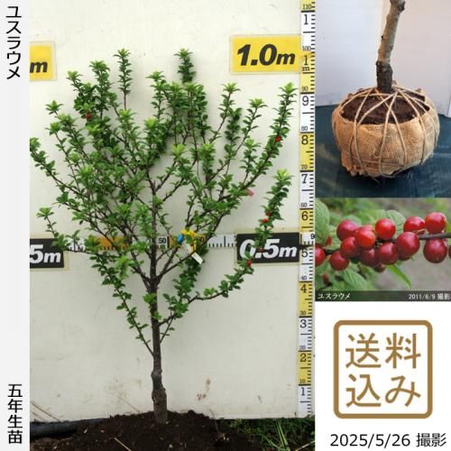 <img class='new_mark_img1' src='https://img.shop-pro.jp/img/new/icons14.gif' style='border:none;display:inline;margin:0px;padding:0px;width:auto;' />2025ǯͽʡġ楹饦()[Ϸ 2021ǯ:S]ռӡ
