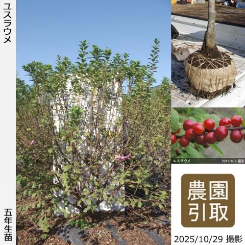 2025ǯͽʡġ楹饦()[Ϸ 2021ǯ:3L]ռӡΤ