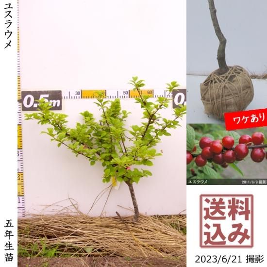 ユスラウメ 山桜桃 の地掘大苗 果樹苗 大苗 苗木販売の隅田農園 京都亀岡 ユスラウメ 山桜桃 の地掘大苗 果樹苗 大苗 苗木販売の隅田農園 京都亀岡