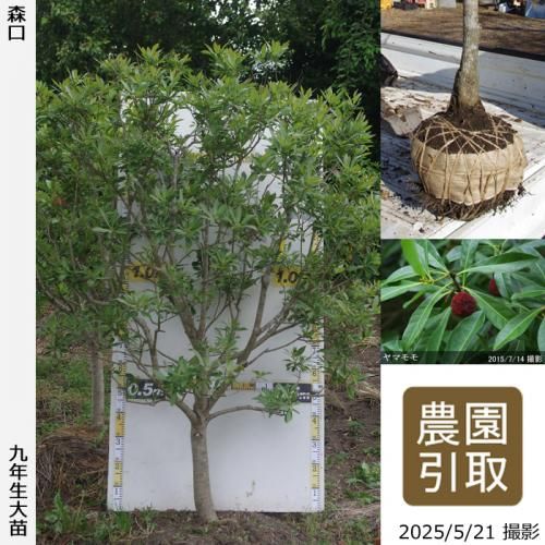 <img class='new_mark_img1' src='https://img.shop-pro.jp/img/new/icons14.gif' style='border:none;display:inline;margin:0px;padding:0px;width:auto;' />2025ǯͽʡġޥ() (ꤰ)[Ϸ 2017ǯ:5L]ռӡΤ