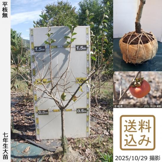 【順次出荷中】大苗◇カキ(渋柿