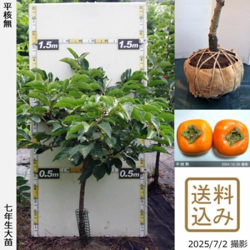 【順次出荷中】大苗◇カキ(渋柿