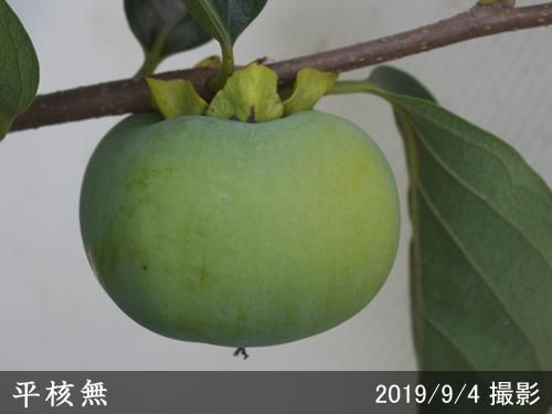 【順次出荷中】大苗◇カキ(渋柿