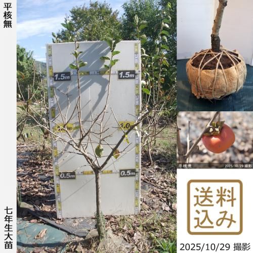 ڽ缡вġ(³) ʿ̵(Ҥ餿ͤʤ)[Ϸ 2019ǯ:M]ռӡ緿