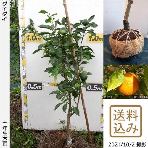 【順次出荷中】◇農薬不使用【エ