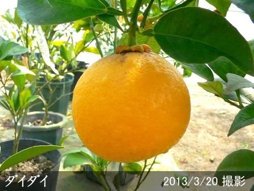 【2025年度予約商品】◇農薬