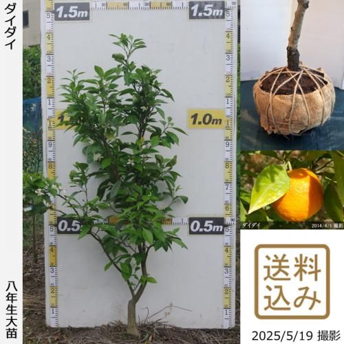 <img class='new_mark_img1' src='https://img.shop-pro.jp/img/new/icons14.gif' style='border:none;display:inline;margin:0px;padding:0px;width:auto;' />ڽ缡вۡԻѡڥॷﳲġ ()[Ϸ 2018ǯ:M]ռӡ