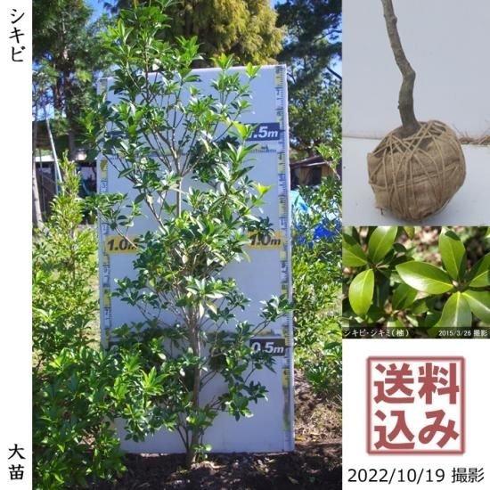 【受付出荷停止中】大苗◇常緑樹