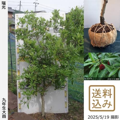 <img class='new_mark_img1' src='https://img.shop-pro.jp/img/new/icons14.gif' style='border:none;display:inline;margin:0px;padding:0px;width:auto;' />ڽ缡вġޥ() ()[Ϸ 2017ǯ:LL]ռӡ緿