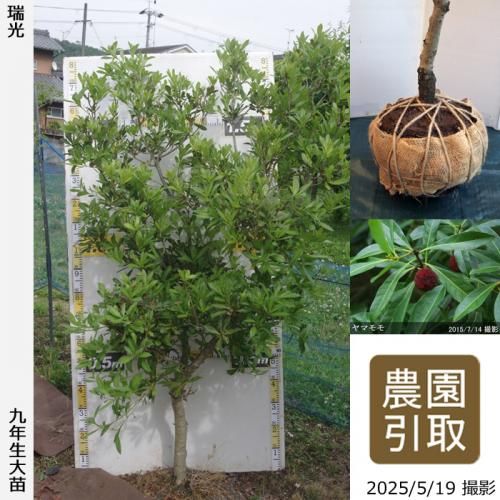 ڽ缡ġޥ() ()[Ϸ 2017ǯ:LL]ռӡΤ