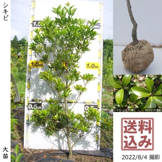 【受付出荷停止中】大苗◇常緑樹