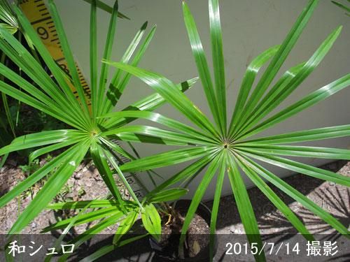 【2025年度予約商品】大苗◇