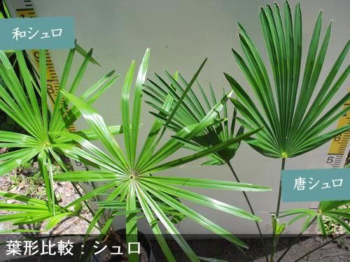 【2025年度予約商品】大苗◇
