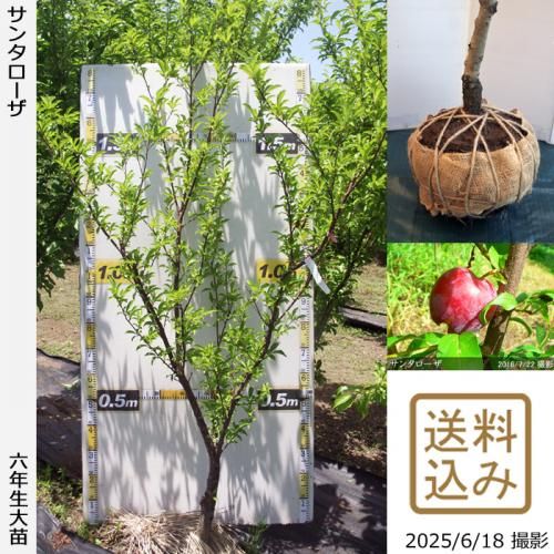 すももページ スモモ(李)実付実績 - 果樹苗木・成木通販の 特等大苗専門店 す