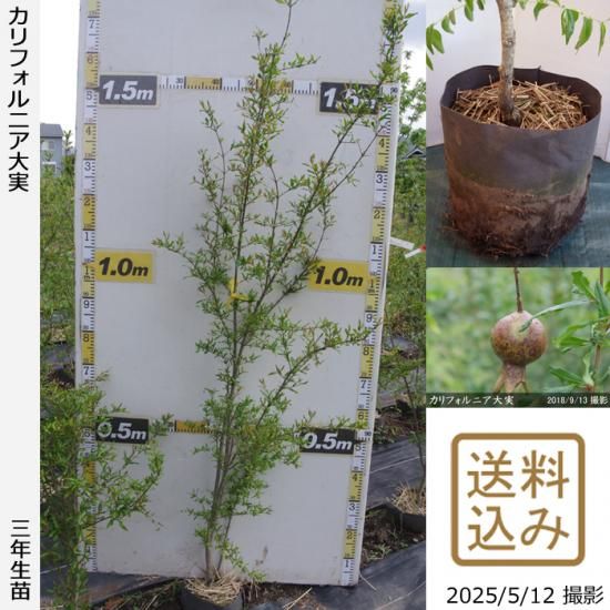 【2025年度予約商品】3年生