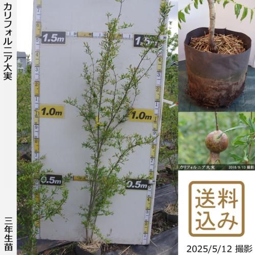 カリフォルニア大実 - 果樹苗木・成木通販の 特等大苗専門店 すだ農園