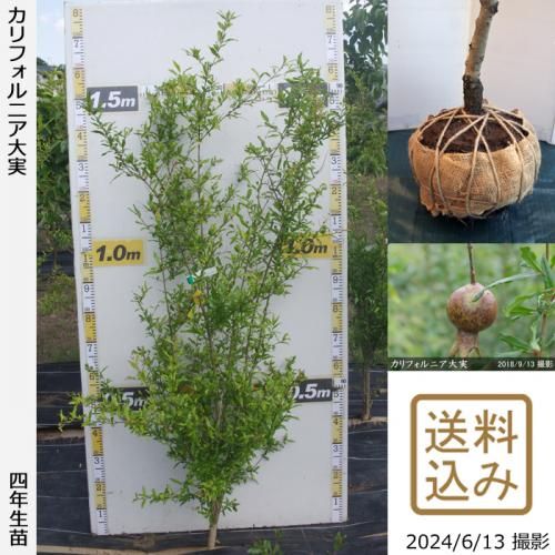 󤷺Ѣ2ǯġե˥¥()[Ϸ 2021ǯ:LL]